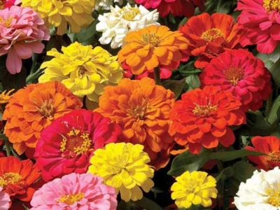 百日草種子真的長(zhǎng)年開(kāi)花嗎？